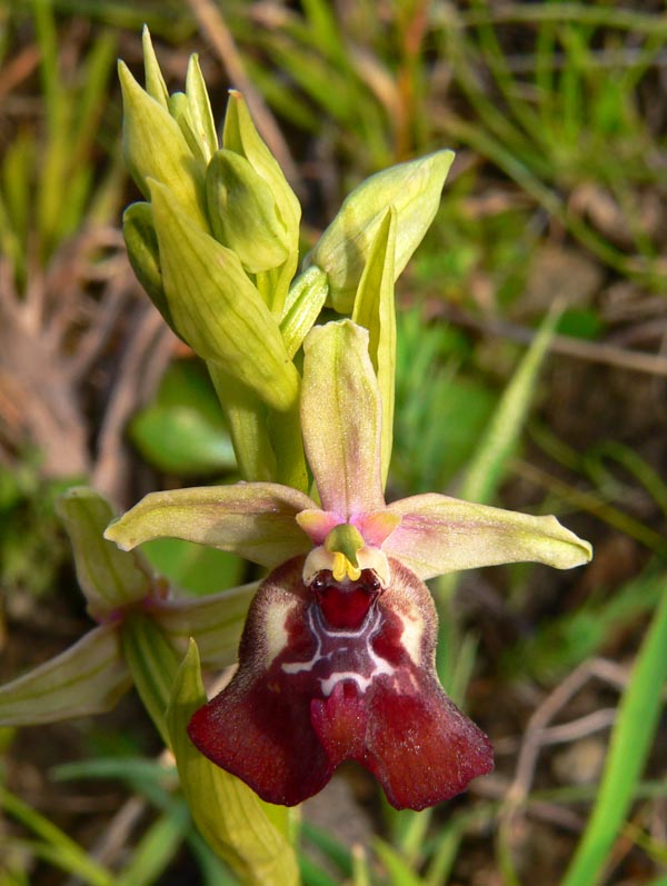 Primavera e orchidee palermitane